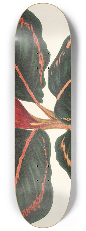 Charles Antoine Lemaire - Maranta Roseo-Picta 8.25 inch art skate deck