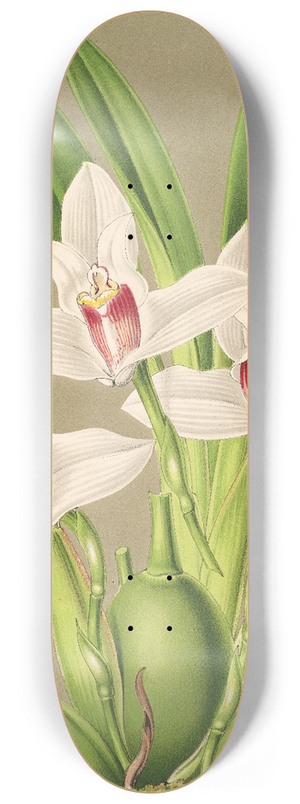 Charles Antoine Lemaire - Maxillaria grandiflora 8.25 inch art skate deck