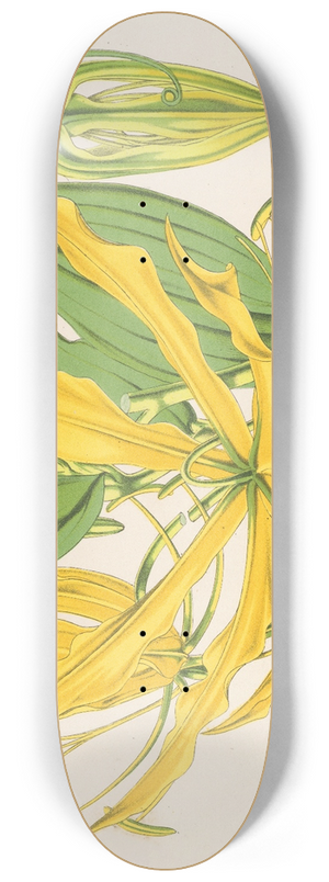 Charles Antoine Lemaire - Methonica grandiflora 8.25 inch art skate deck
