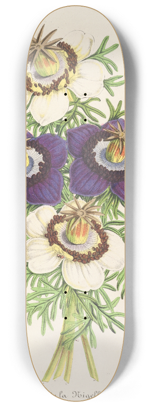 Charles Antoine Lemaire - Nigella Hispanica (Varits de la) 8.25 inch art skate deck