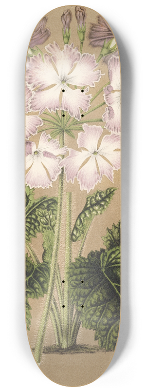 Charles Antoine Lemaire - Primula cortusoides var. grandiflora 8.25 inch art skate deck