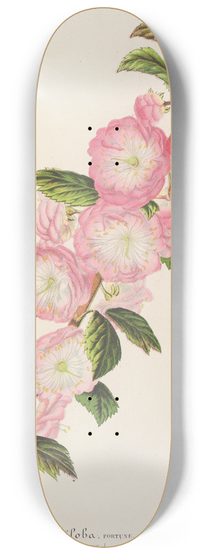 Charles Antoine Lemaire - Prunus triloba 8.25 inch art skate deck