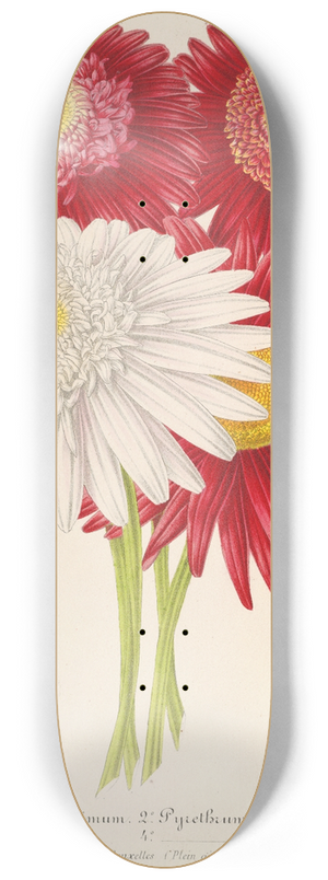 Charles Antoine Lemaire - Pyrethrum roseum (varits jardiniques du) 8.25 inch art skate deck