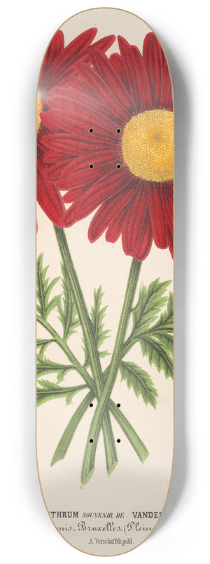 Charles Antoine Lemaire - Pyrethrum Souvenir de Vandervinnen 8.25 inch art skate deck