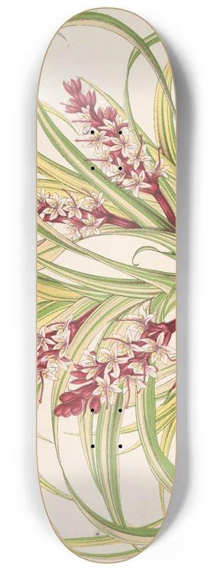 Charles Antoine Lemaire - Reineckea carnea, fol. varieg 8.25 inch art skate deck