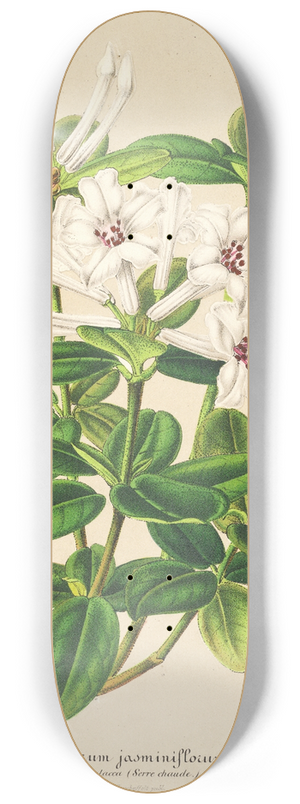 Charles Antoine Lemaire - Rhododendrum jasminiflorum 8.25 inch art skate deck