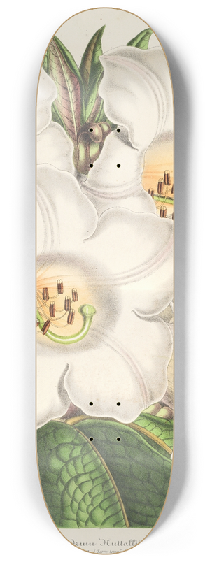 Charles Antoine Lemaire - Rhododendrum Nuttallii 8.25 inch art skate deck