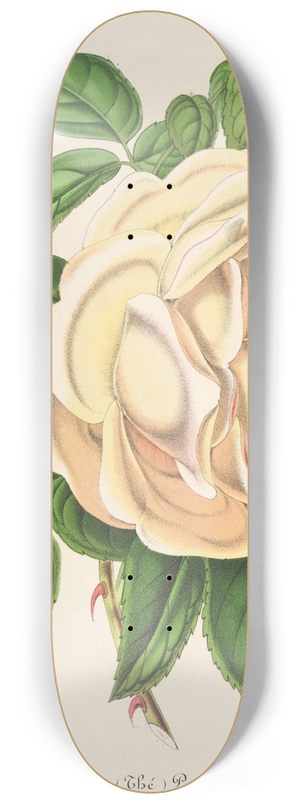 Charles Antoine Lemaire - Rose Prsident (Th) 8.25 inch art skate deck