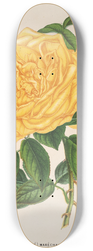 Charles Antoine Lemaire - Rose (Th) Marchal Niel 8.25 inch art skate deck