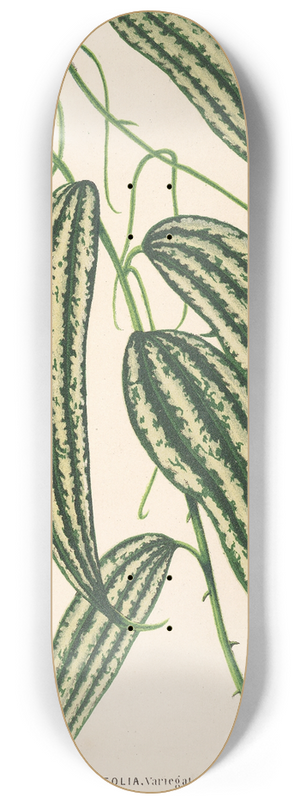Charles Antoine Lemaire - Smilax longifolia, fol. variegata 8.25 inch art skate deck