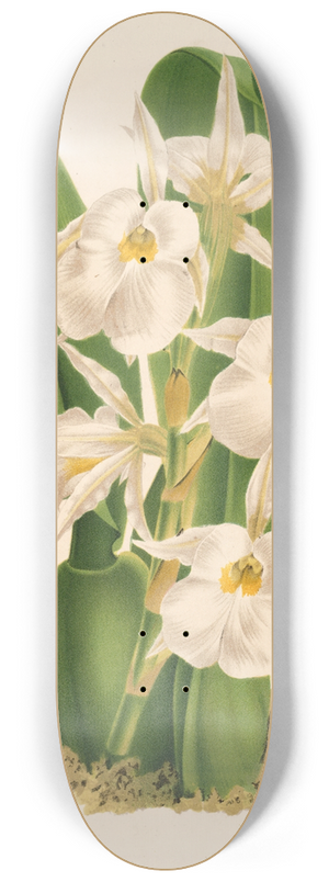 Charles Antoine Lemaire - Trichopilia fragrans nobilis 8.25 inch art skate deck