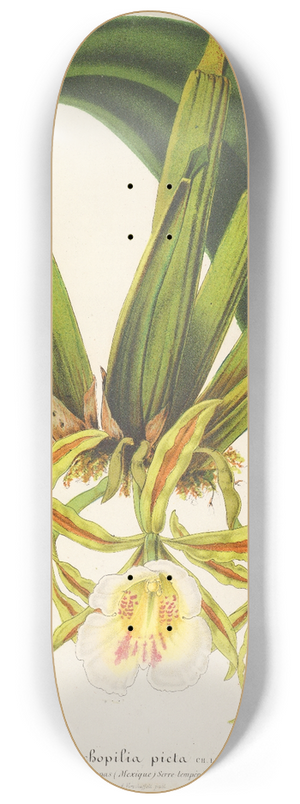 Charles Antoine Lemaire - Trichopilia picta 8.25 inch art skate deck