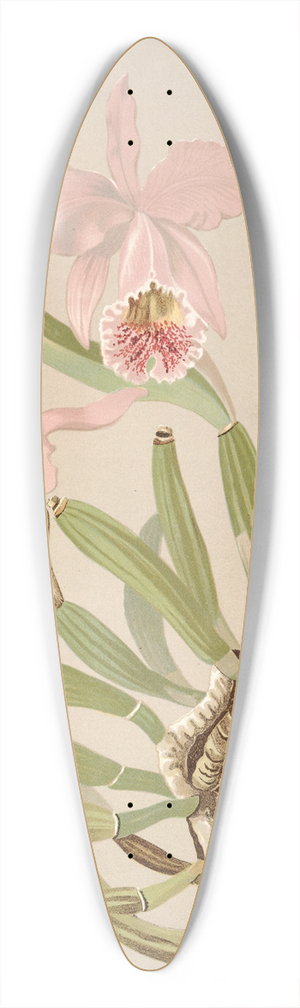 Harriet Stewart Miner - Cattleya Mosslae 39.3 inch art pintail longboard deck