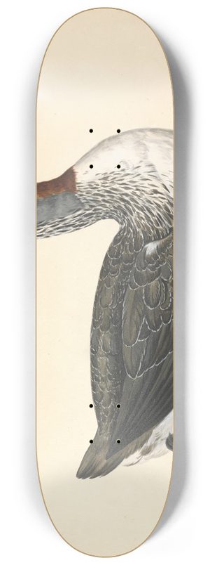 Charles Collins - A Red Throated Diver, June 1742 8.25 inch art skate deck