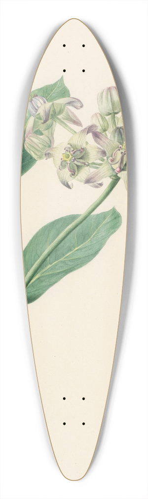 Hendrik Schwegman - Calotropis 39.3 inch art pintail longboard deck