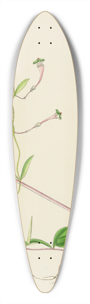 Illtyd Buller Pole-Evans - Ceropegia Rendallii 39.3 inch art pintail longboard deck