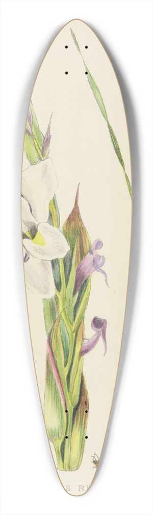 Illtyd Buller Pole-Evans - Gladiolus Rehmanni 39.3 inch art pintail longboard deck
