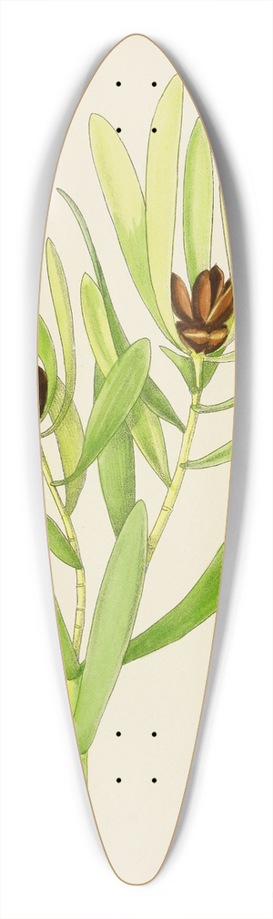 Illtyd Buller Pole-Evans - Leucadendron Stokoei 39.3 inch art pintail longboard deck