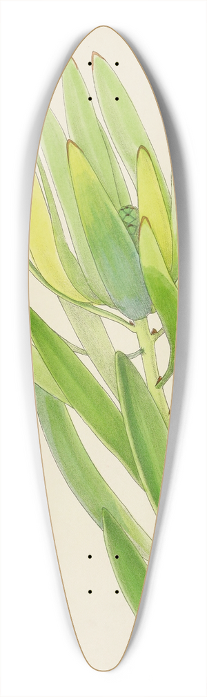 Illtyd Buller Pole-Evans - Leucadendron Stokoei. (Female) 39.3 inch art pintail longboard deck