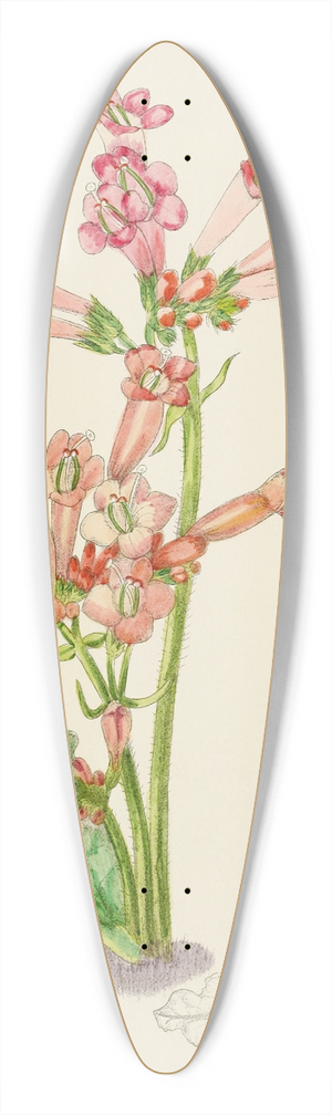 Illtyd Buller Pole-Evans - Streptocarpus Dunnii 39.3 inch art pintail longboard deck