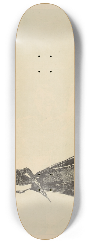 Charles Dana Gibson - Untitled 8.25 inch art skate deck