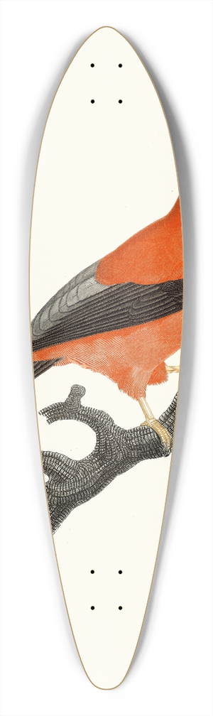 Jacques Barraband - Le Coq de roche du Prou. 39.3 inch art pintail longboard deck