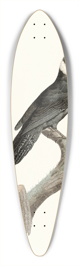 Jacques Barraband - Le Geai Noir  Collier blanc. 39.3 inch art pintail longboard deck
