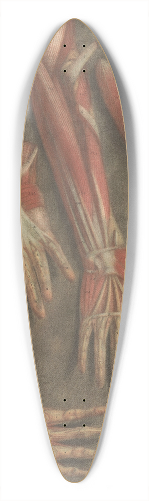 Jacques Fabien Gautier d'Agoty - Anatomical muscle models of the hand 39.3 inch art pintail longboard deck