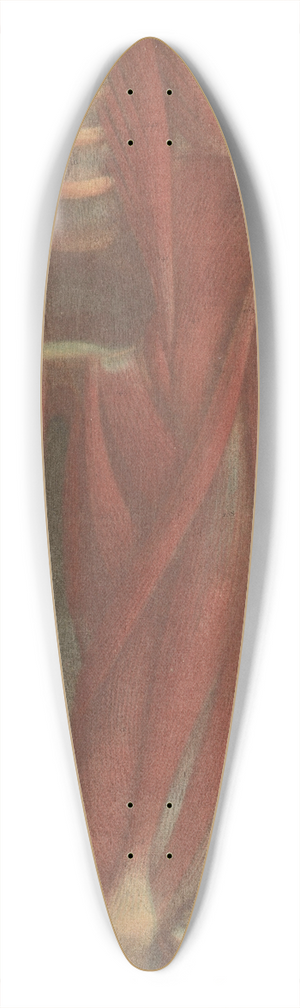 Jacques Fabien Gautier d'Agoty - Anatomical muscle models of the pelvis and a leg 39.3 inch art pintail longboard deck