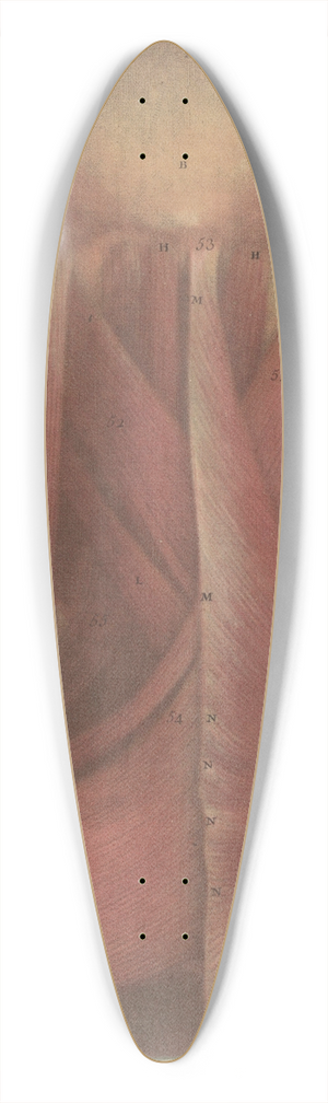 Jacques Fabien Gautier d'Agoty - Male head showing the muscles of the back of the head and neck 39.3 inch art pintail longboard deck