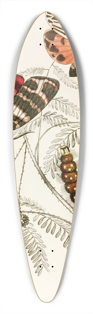 James Duncan - Arctia Hebe, Spilosoma Arge, Spilosoma aerea, Spilosoma Virgo 39.3 inch art pintail longboard deck