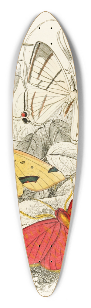 James Duncan - Asthenia podaliriaria, Macrotes netrix, Venilia sospita, Eumelia Rosalia 39.3 inch art pintail longboard deck