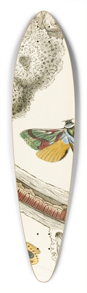 James Duncan - Hepialus lignivorus, Zeuzera minea 39.3 inch art pintail longboard deck