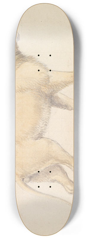 Charles Hamilton Smith - Tsavo Lion 8.25 inch art skate deck