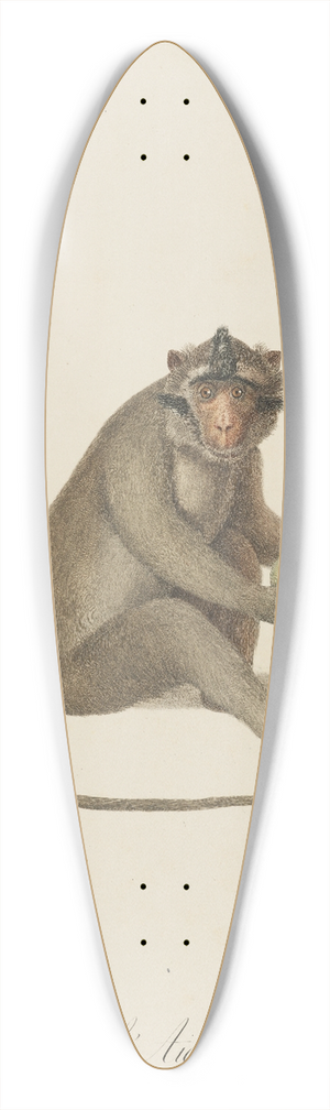 Jean-Baptiste Audebert - LAigrette 39.3 inch art pintail longboard deck