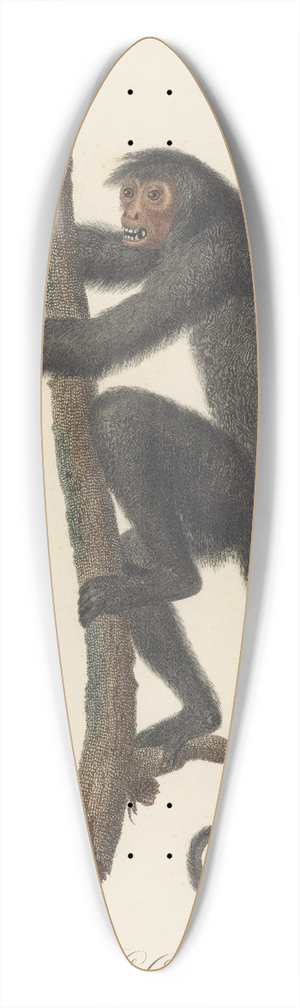Jean-Baptiste Audebert - Le Coaita 39.3 inch art pintail longboard deck