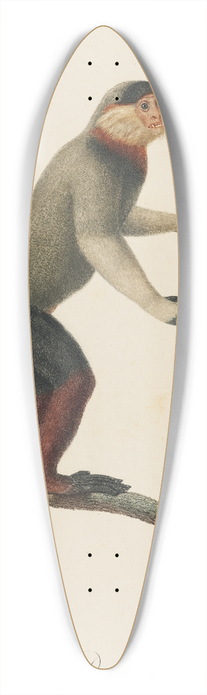 Jean-Baptiste Audebert - Le Douc 39.3 inch art pintail longboard deck