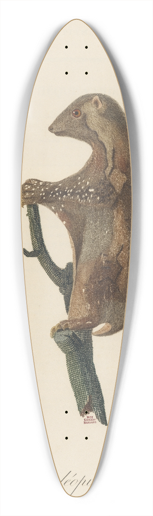 Jean-Baptiste Audebert - Le Galopithque varie 39.3 inch art pintail longboard deck