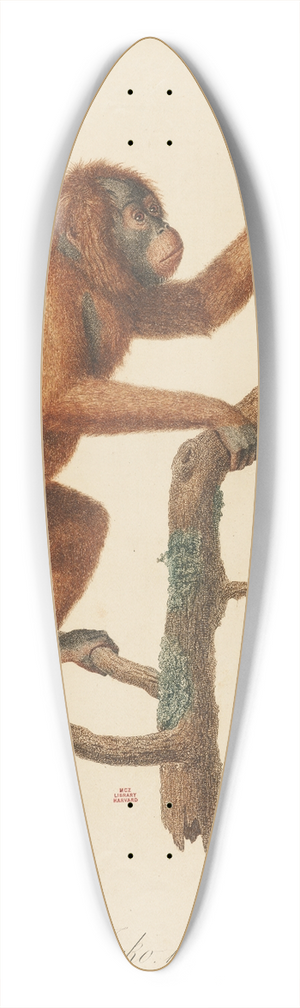 Jean-Baptiste Audebert - Le Jocko 39.3 inch art pintail longboard deck