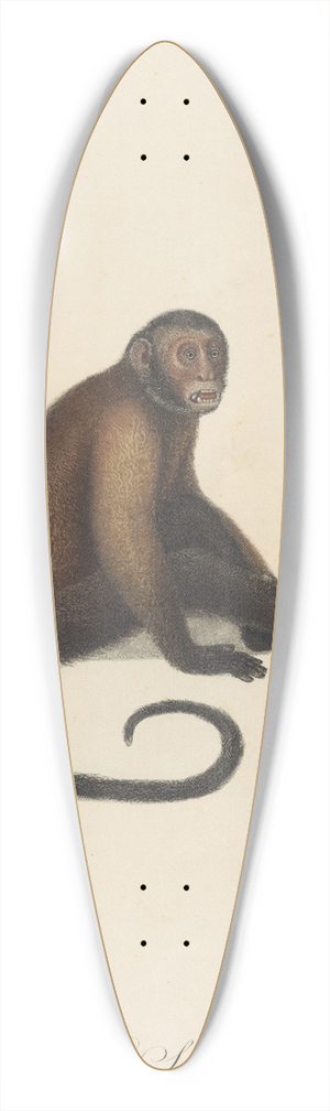 Jean-Baptiste Audebert - Le Sajou 39.3 inch art pintail longboard deck