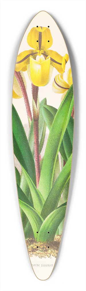Jean Jules Linden - Cypripedium Druryi 39.3 inch art pintail longboard deck