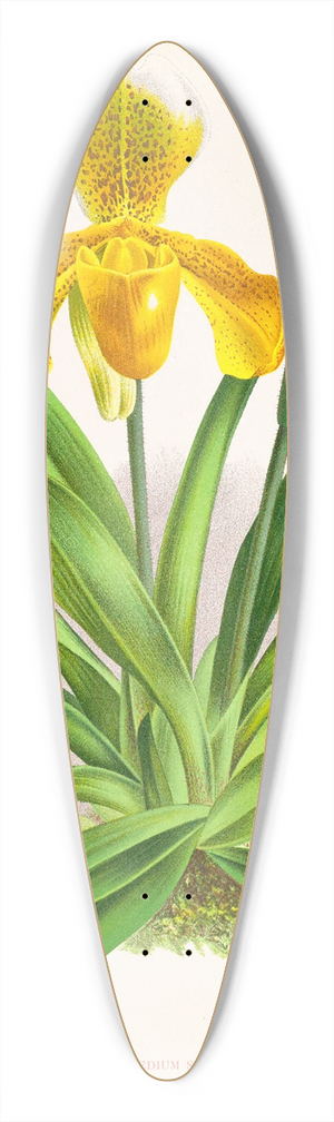 Jean Jules Linden - Cypripedium sallieri 39.3 inch art pintail longboard deck