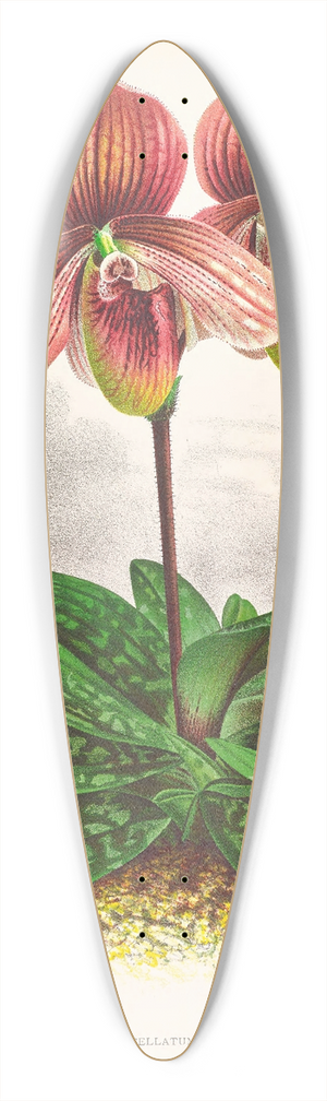 Jean Jules Linden - Cypripedium tessellatum 39.3 inch art pintail longboard deck