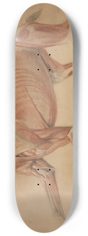 Charles Landseer - A Full Size corch Study of a Hound 8.25 inch art skate deck