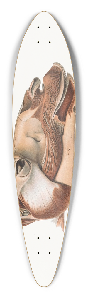 Johan Erik Vesti Boas - Head Of Dromedary After Removal Of Facial Muscles 39.3 inch art pintail longboard deck