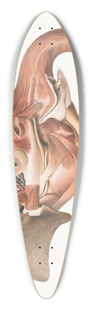 Johan Erik Vesti Boas - Superficial muscles of right side of the Elephants head 39.3 inch art pintail longboard deck