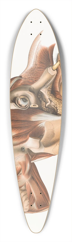 Johan Erik Vesti Boas - The head of the Elephant from the right after removal of facial muscles 39.3 inch art pintail longboard deck