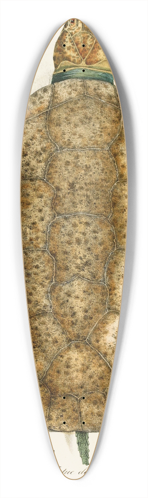 Johann Baptist von Spix - Emys Amazonica 39.3 inch art pintail longboard deck