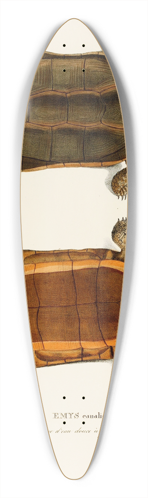 Johann Baptist von Spix - Emys Canaliculata 39.3 inch art pintail longboard deck