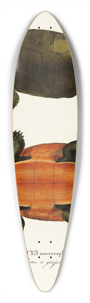 Johann Baptist von Spix - Emys Maerocephala 39.3 inch art pintail longboard deck